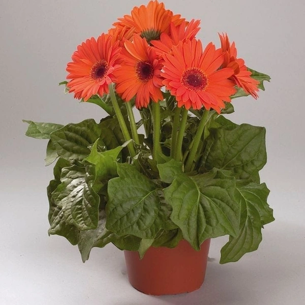Gerbera Orange  - brown standard pot , 15 - 18 inch