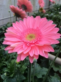 Gerbera Pink  - self watering pot , 15 - 18 inch 