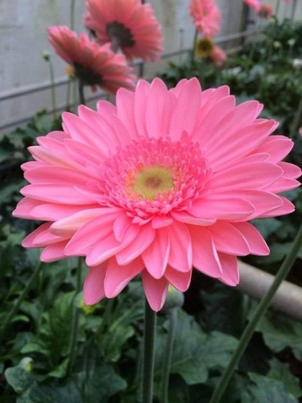 Gerbera Pink  - self watering pot , 15 - 18 inch 