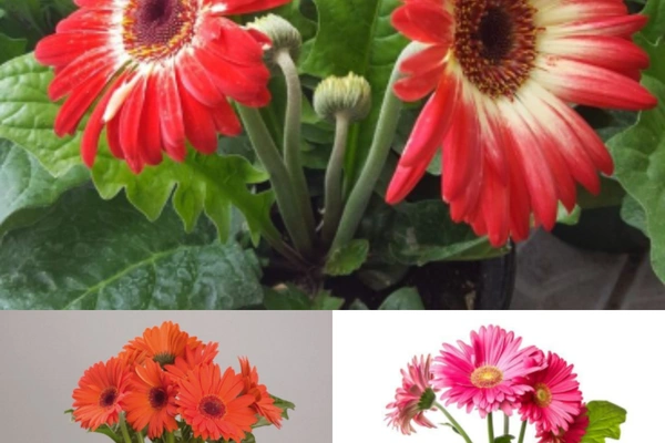 Gerbera Combo ( Pink , Red , Orange ) - white standard pot 