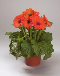 Gerbera Combo ( Pink , Red , Orange ) - white standard pot 