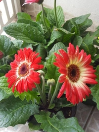 Gerbera Combo ( Pink , Red , Orange ) - white standard pot 