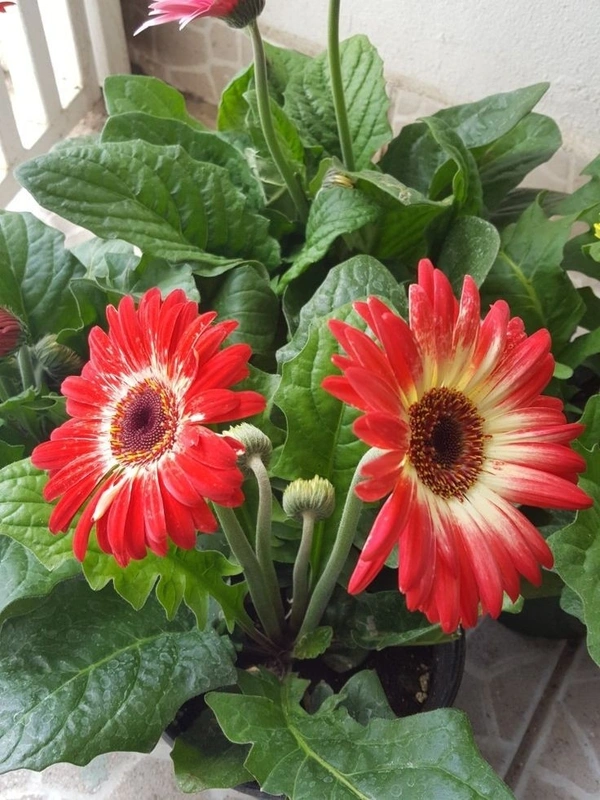 Gerbera Combo ( Pink , Red , Orange ) - white standard pot 