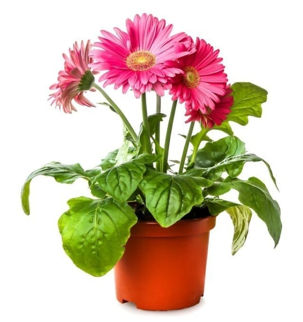 Gerbera Combo ( Pink , Red , Orange ) - white standard pot 