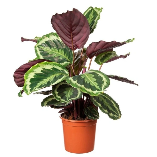 Calathea Roseopicta Green  - self watering pot 