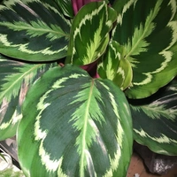 Calathea Roseopicta Green  - self watering pot 