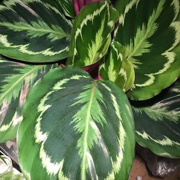 Calathea Roseopicta Green  - self watering pot 
