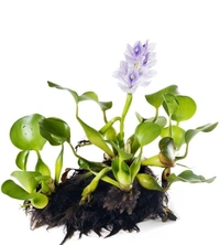 Water Hyacinth  - without tray , 15 - 18 inch