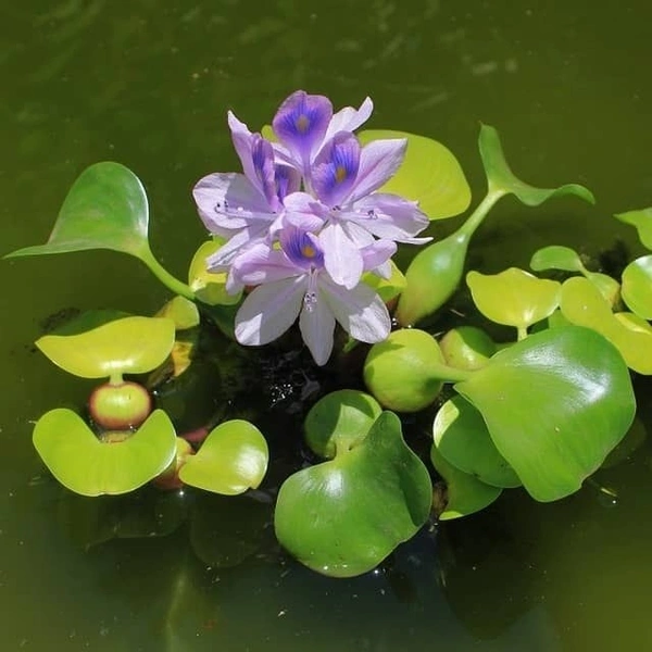 Water Hyacinth  - with tray 