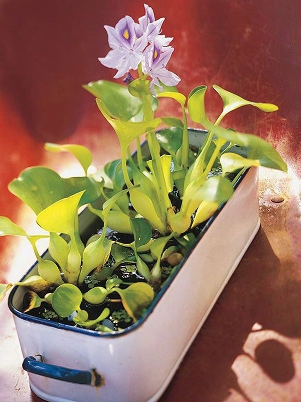 Water Hyacinth  - with tray 
