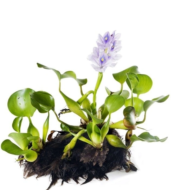 Water Hyacinth  - with tray 