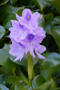 Water Hyacinth  - with tray 