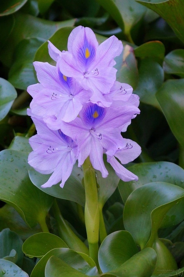 Water Hyacinth  - with tray 