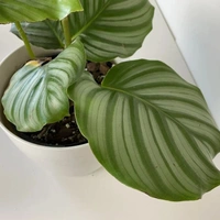 Calathea Orbifolia - brown standard pot , 15 - 18 inch