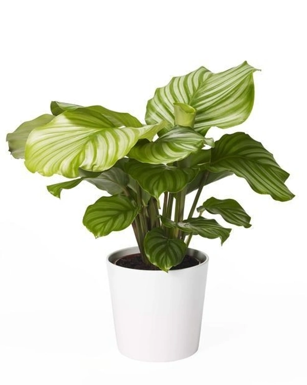 Calathea Orbifolia - brown standard pot , 15 - 18 inch