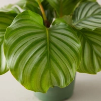 Calathea Orbifolia - brown standard pot , 15 - 18 inch