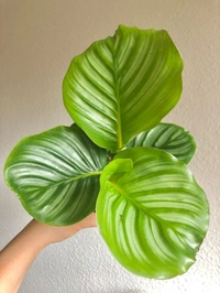 Calathea Orbifolia - brown standard pot , 15 - 18 inch