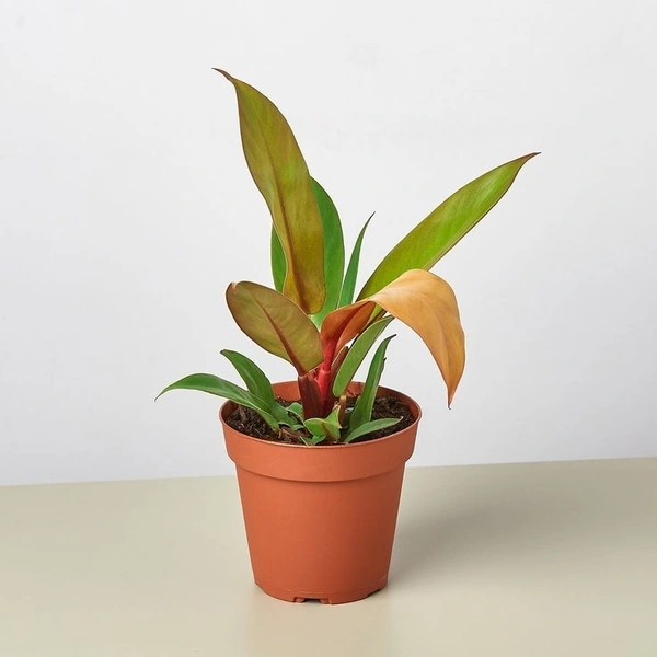 Philodendron Orange Prince  - brown standard pot , 15 - 18 inch