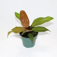 Philodendron Orange Prince  - brown standard pot , 15 - 18 inch