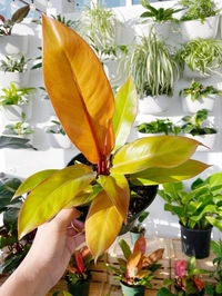 Philodendron Orange Prince  - brown standard pot , 15 - 18 inch