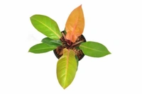 Philodendron Orange Prince  - white standard pot 