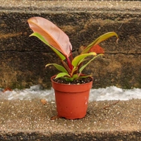 Philodendron Orange Prince  - white standard pot 