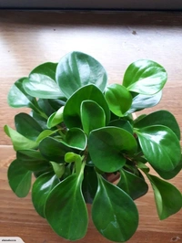 Peperomia Obtusifolia ( Baby Rubber Plant ) - brown standard pot , 12 - 14 inch
