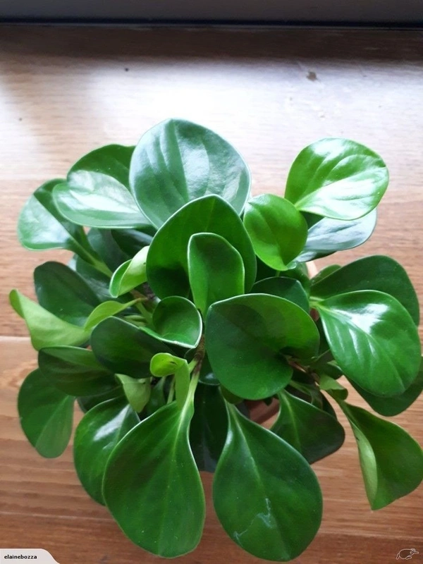 Peperomia Obtusifolia ( Baby Rubber Plant ) - brown standard pot , 12 - 14 inch