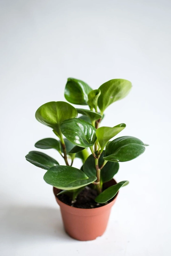 Peperomia Obtusifolia ( Baby Rubber Plant ) - brown standard pot , 12 - 14 inch