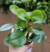 Peperomia Obtusifolia ( Baby Rubber Plant ) - brown standard pot , 12 - 14 inch
