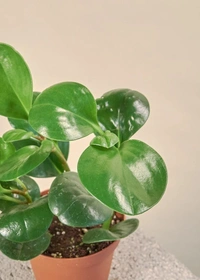 Peperomia Obtusifolia ( Baby Rubber Plant ) - brown standard pot , 12 - 14 inch