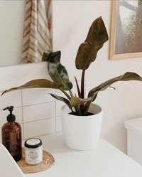 Philodendron Red Congo  - brown standard pot 