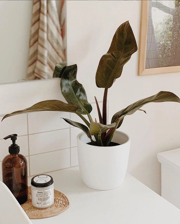 Philodendron Red Congo  - brown standard pot 