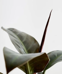 Philodendron Red Congo  - brown standard pot 