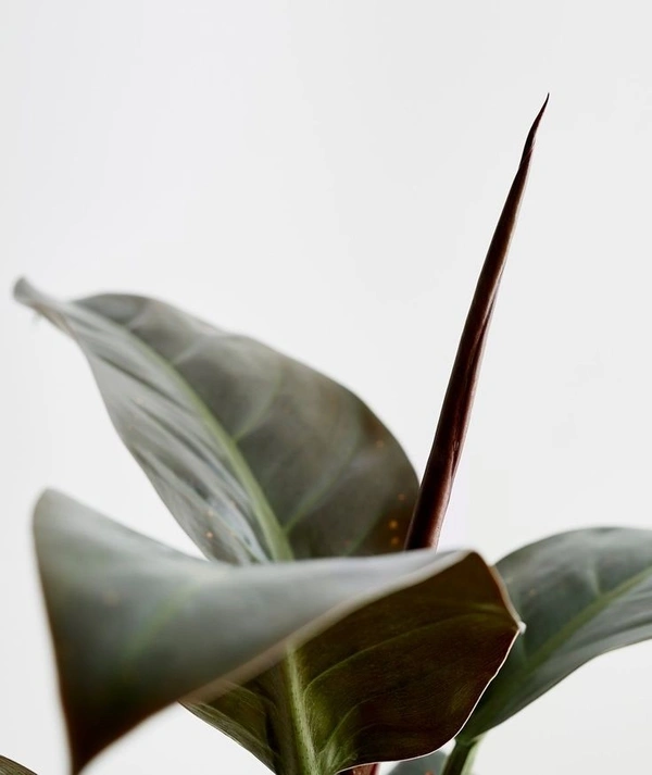 Philodendron Red Congo  - brown standard pot 