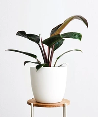 Philodendron Red Congo  - brown standard pot 