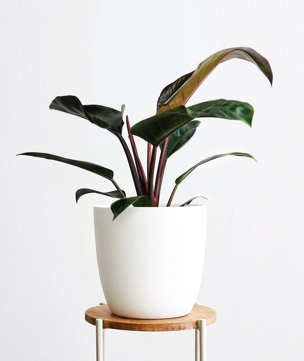 Philodendron Red Congo  - brown standard pot 