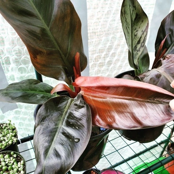 Philodendron Red Congo  - brown standard pot 