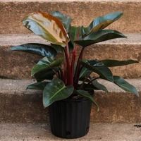 Philodendron Red Congo  - brown standard pot 