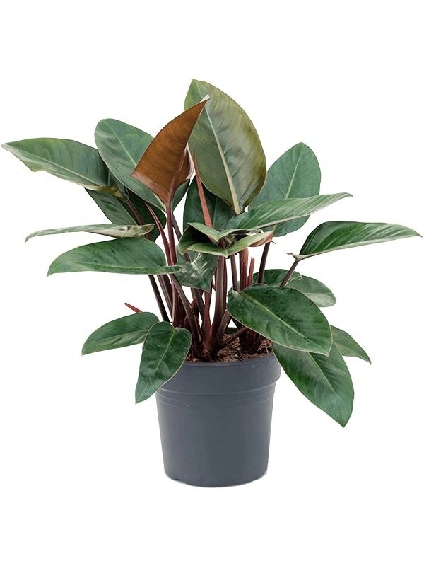 Philodendron Red Congo  - self watering pot 