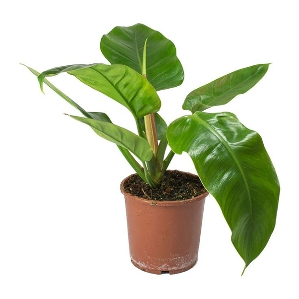 Philodendron Imperial Green  - brown standard pot , 12 - 16 inch