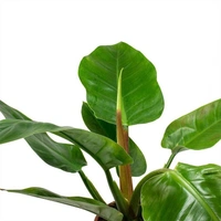 Philodendron Imperial Green  - brown standard pot , 12 - 16 inch