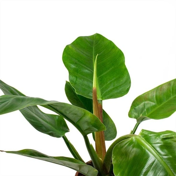 Philodendron Imperial Green  - brown standard pot , 12 - 16 inch