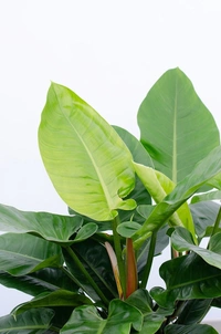 Philodendron Imperial Green  - white standard pot