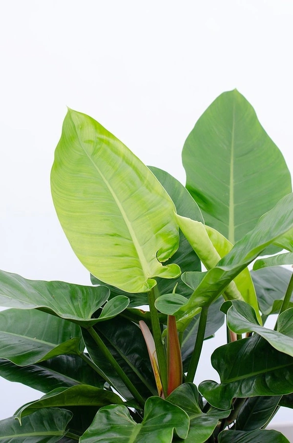 Philodendron Imperial Green  - white standard pot
