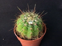 Notocactus Cassigibus  - brown standard pot, 8 - 10 cm