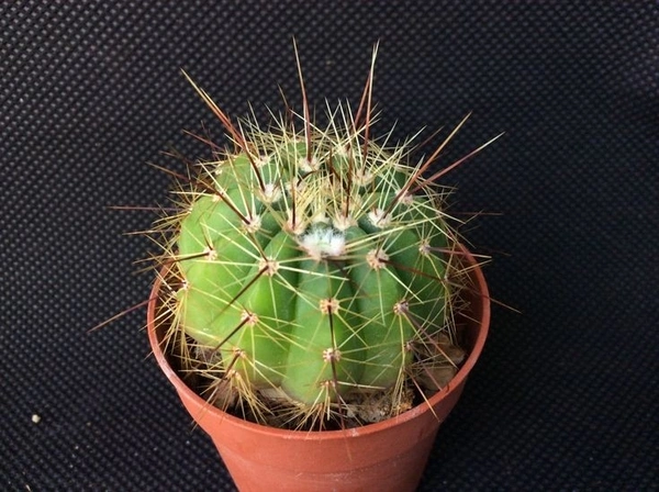 Notocactus Cassigibus  - brown standard pot, 8 - 10 cm