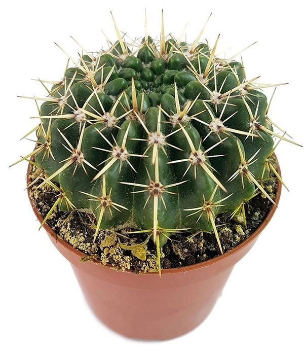 Notocactus Cassigibus  - brown standard pot, 8 - 10 cm