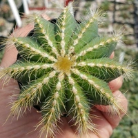 Notocactus Cassigibus  - brown standard pot, 8 - 10 cm