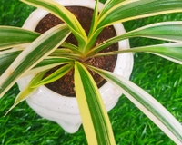 Spider Plant In Budda Planter